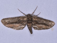 Holochroa dissociarius