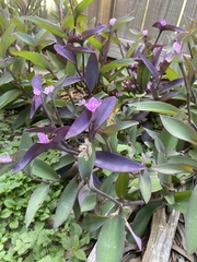 Tradescantia pallida