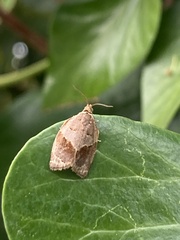 Clepsis dumicolana