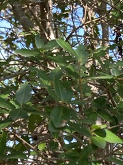 Quercus ilex