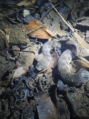 Shreve's Keelback