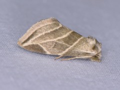 Plagiomimicus tepperi