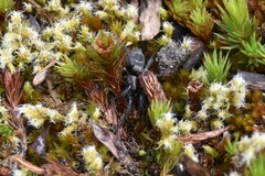 Gnaphosidae