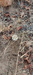 Drimia sanguinea