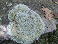 Flavoparmelia baltimorensis