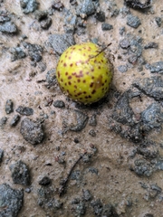 Amphibolips