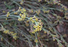 Asperula aristata