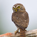 Ferruginous Pygmy-Owl - Photo (c) Greg Lasley, some rights reserved (CC BY-NC), uploaded by Greg Lasley