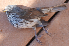 Passerella iliaca