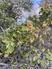 Holodiscus discolor microphyllus