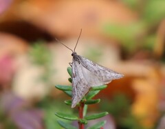 Exapate congelatella