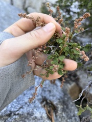 Holodiscus discolor microphyllus