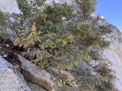 Holodiscus discolor microphyllus