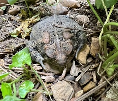 Anaxyrus fowleri