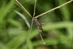 Erythrodiplax basifusca