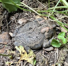 Anaxyrus fowleri