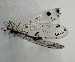 Dendroleon obsoletus