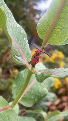 Tetraopes femoratus