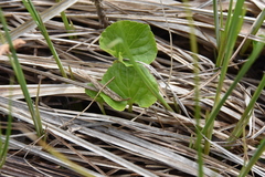 Viola palustris