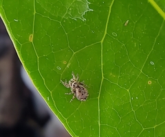 Salticinae