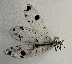Dendroleon obsoletus