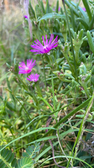 Delosperma