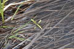 Veronica scutellata