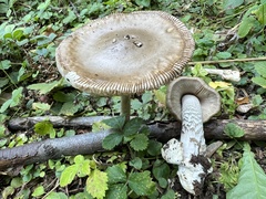 Amanita ceciliae