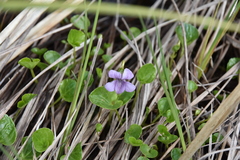 Viola palustris