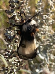 Hemileuca nevadensis