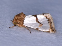 Schinia chrysellus