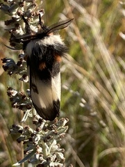 Hemileuca nevadensis