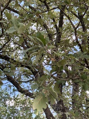 Quercus pubescens