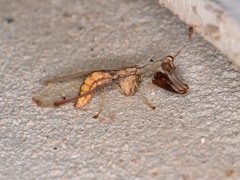 Dicromantispa interrupta