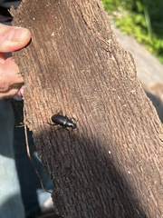 Alobates pensylvanicus