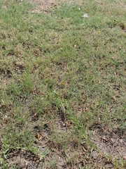 Ctenosaura macrolopha