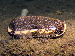 Oliva reticulata