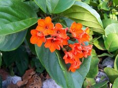 Cordia sebestena