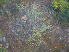Asperula aristata