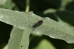 Tiphiinae
