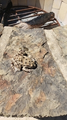 Lithobates blairi