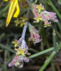 Asperula aristata