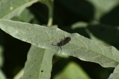 Tiphiinae