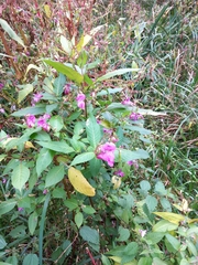 Impatiens glandulifera