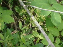 Zizia aurea