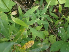 Zizia aurea