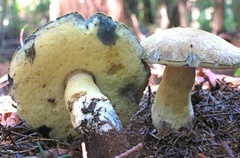 Gyroporus cyanescens
