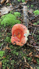 Russula cremoricolor