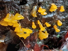 Dacrymyces capitatus