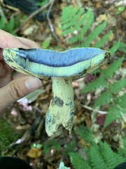 Gyroporus cyanescens